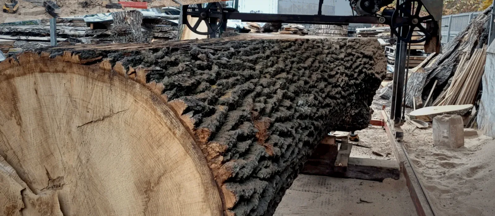 Mächtiger Eichenstamm auf dem Sägewerk, kurz vor dem Einschnitt